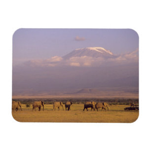 Kenia: Amboseli-Nationalpark, Elefanten Magnet