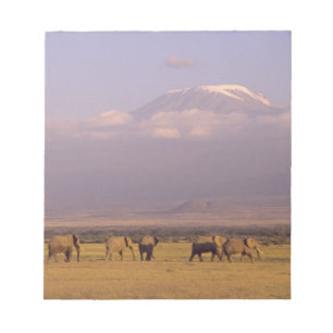 Kenia: Amboseli-Nationalpark, Elefanten Notizblock