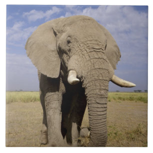 Kenia: Amboseli-Nationalpark, männlicher Elefant Fliese
