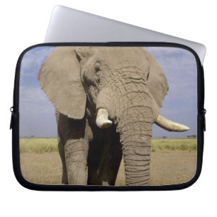 Kenia: Amboseli-Nationalpark, männlicher Elefant Laptopschutzhülle