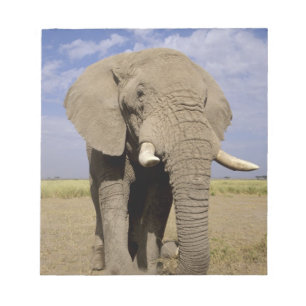Kenia: Amboseli-Nationalpark, männlicher Elefant Notizblock
