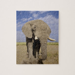 Kenia: Amboseli-Nationalpark, männlicher Elefant Puzzle