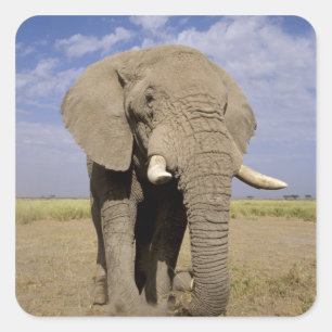 Kenia: Amboseli-Nationalpark, männlicher Elefant Quadratischer Aufkleber