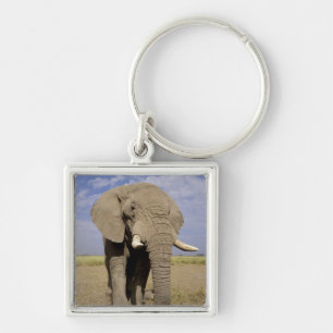 Kenia: Amboseli-Nationalpark, männlicher Elefant Schlüsselanhänger