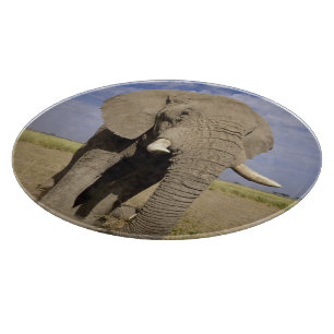 Kenia: Amboseli-Nationalpark, männlicher Elefant Schneidebrett