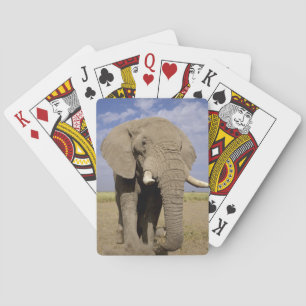 Kenia: Amboseli-Nationalpark, männlicher Elefant Spielkarten