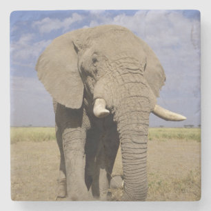 Kenia: Amboseli-Nationalpark, männlicher Elefant Steinuntersetzer