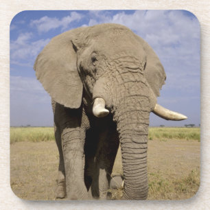 Kenia: Amboseli-Nationalpark, männlicher Elefant Untersetzer