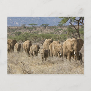 Kenia, das Nationalreservat Samburu. Elefanten Postkarte