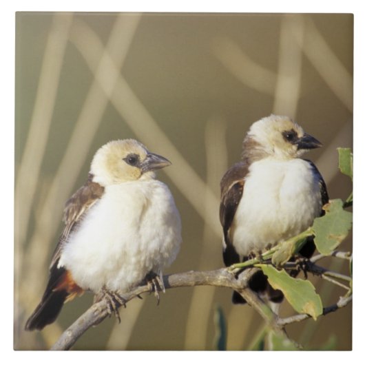 Kenia, das Nationalreservat Samburu Fliese (Vorderseite)