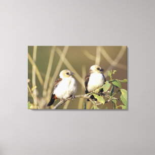 Kenia, das Nationalreservat Samburu Leinwanddruck