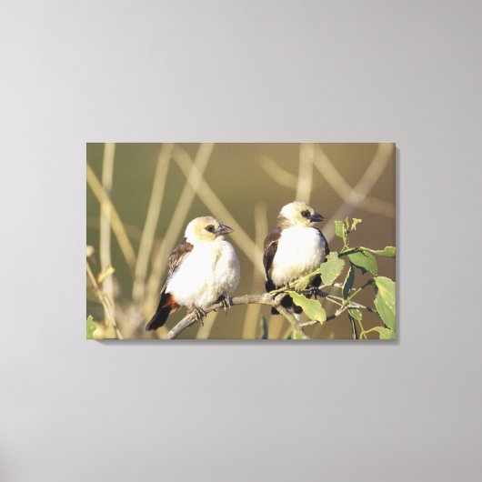 Kenia, das Nationalreservat Samburu Leinwanddruck (Vorderseite)