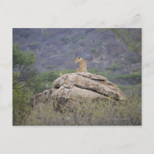 Kenia, das Naturschutzgebiet Samburu, die Löwe Postkarte