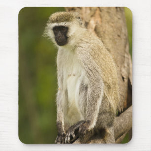 Kenia, Lake Nakuru National Park. Vervet Mousepad