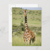 Kenia, Lewa Conservancy, Masai Giraffe stehend Postkarte (Vorne/Hinten)