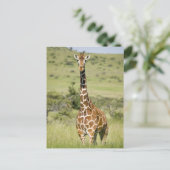 Kenia, Lewa Conservancy, Masai Giraffe stehend Postkarte (Stehend Vorderseite)