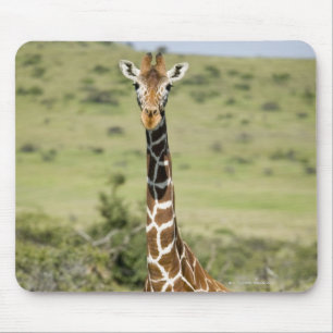 Kenia, Lewa Erhaltung, Masai-Giraffe stehend Mousepad