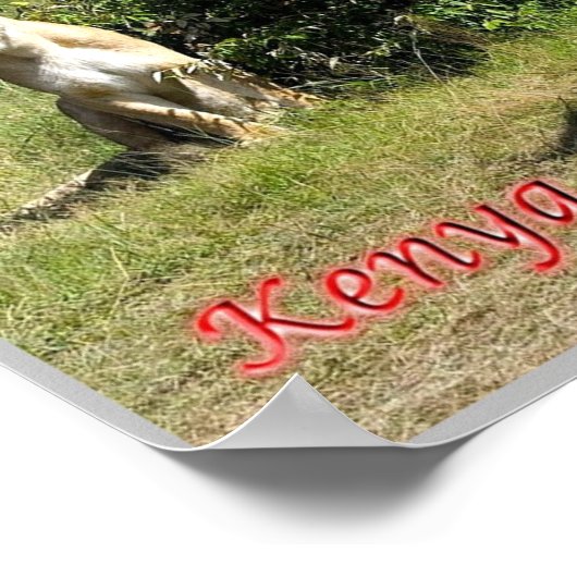 Kenia - Lionessen - Poster (Ecke)