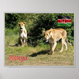 Kenia - Lionessen - Poster