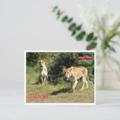 Kenia - Lionessen - Postkarte (Stehend Vorderseite)
