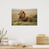 Kenia, Masai Mara. Erwachsener Löwe auf Termite Poster (Küche)