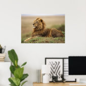 Kenia, Masai Mara. Erwachsener Löwe auf Termite Poster (Heimbüro)