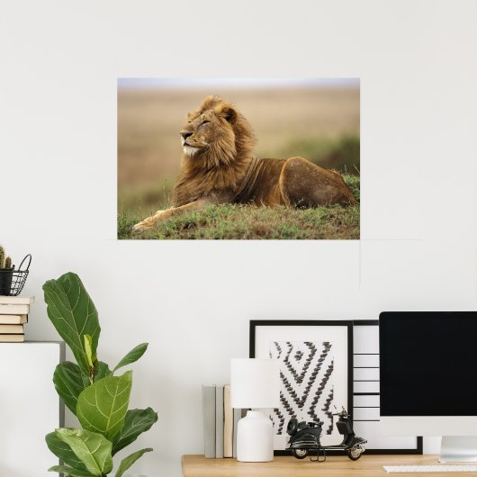Kenia, Masai Mara. Erwachsener Löwe auf Termite Poster (Heimbüro)