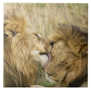 Kenia, Masai Mara Fliese