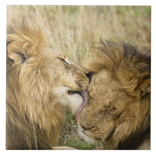 Kenia, Masai Mara Fliese (Vorderseite)