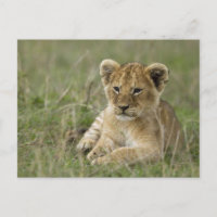 Kenia, Masai Mara Game Reserve. Afrikanische Lion