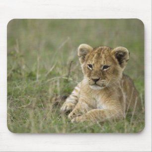 Kenia, Masai Mara Game Reserve. Afrikanischer Löwe Mousepad
