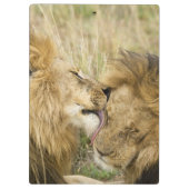 Kenia, Masai Mara Klemmbrett (Rückseite)