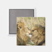 Kenia, Masai Mara Magnet (Vorderseite/Rückseite)