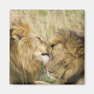 Kenia, Masai Mara Magnet