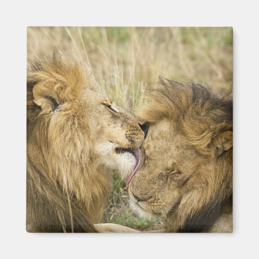 Kenia, Masai Mara Magnet (Vorne)