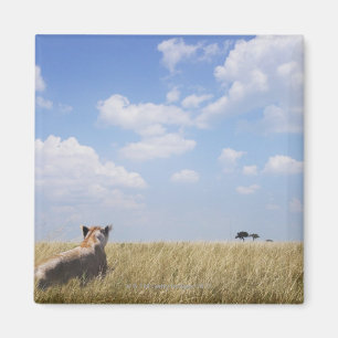 Kenia, Masai Mara Magnet