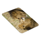 Kenia, Masai Mara Magnet (Rechte Seite)