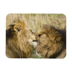 Kenia, Masai Mara Magnet