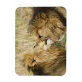 Kenia, Masai Mara Magnet (Vertikal)