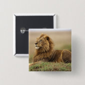 Kenia, Masai Mara | Male Lion Button (Vorne & Hinten)