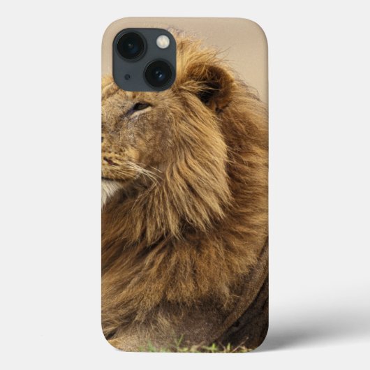 Kenia, Masai Mara | Male Lion Case-Mate iPhone Hülle (Rückseite)