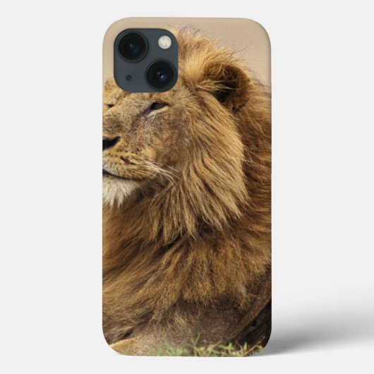 Kenia, Masai Mara | Male Lion Case-Mate iPhone Hülle (Rückseite)