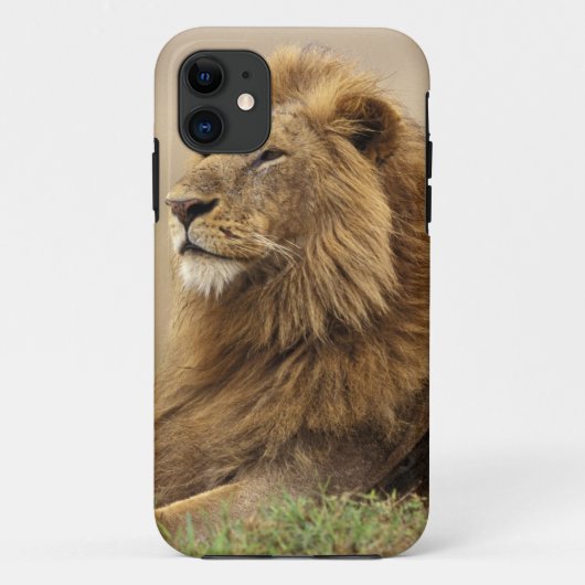 Kenia, Masai Mara | Male Lion Case-Mate iPhone Hülle (Rückseite)