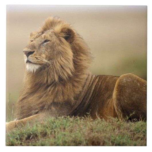 Kenia, Masai Mara | Male Lion Fliese (Vorderseite)