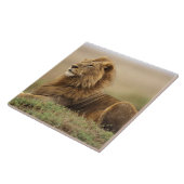 Kenia, Masai Mara | Male Lion Fliese (Seite)
