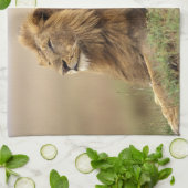 Kenia, Masai Mara | Male Lion Handtuch (Gefaltet)