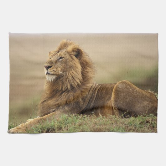 Kenia, Masai Mara | Male Lion Handtuch (Horizontal)