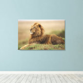 Kenia, Masai Mara | Male Lion Leinwanddruck (Insitu (Holzboden))