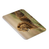 Kenia, Masai Mara | Male Lion Magnet (Rechte Seite)