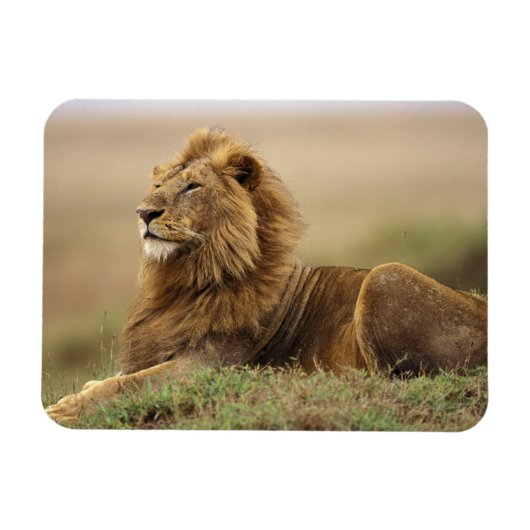 Kenia, Masai Mara | Male Lion Magnet (Horizontal)